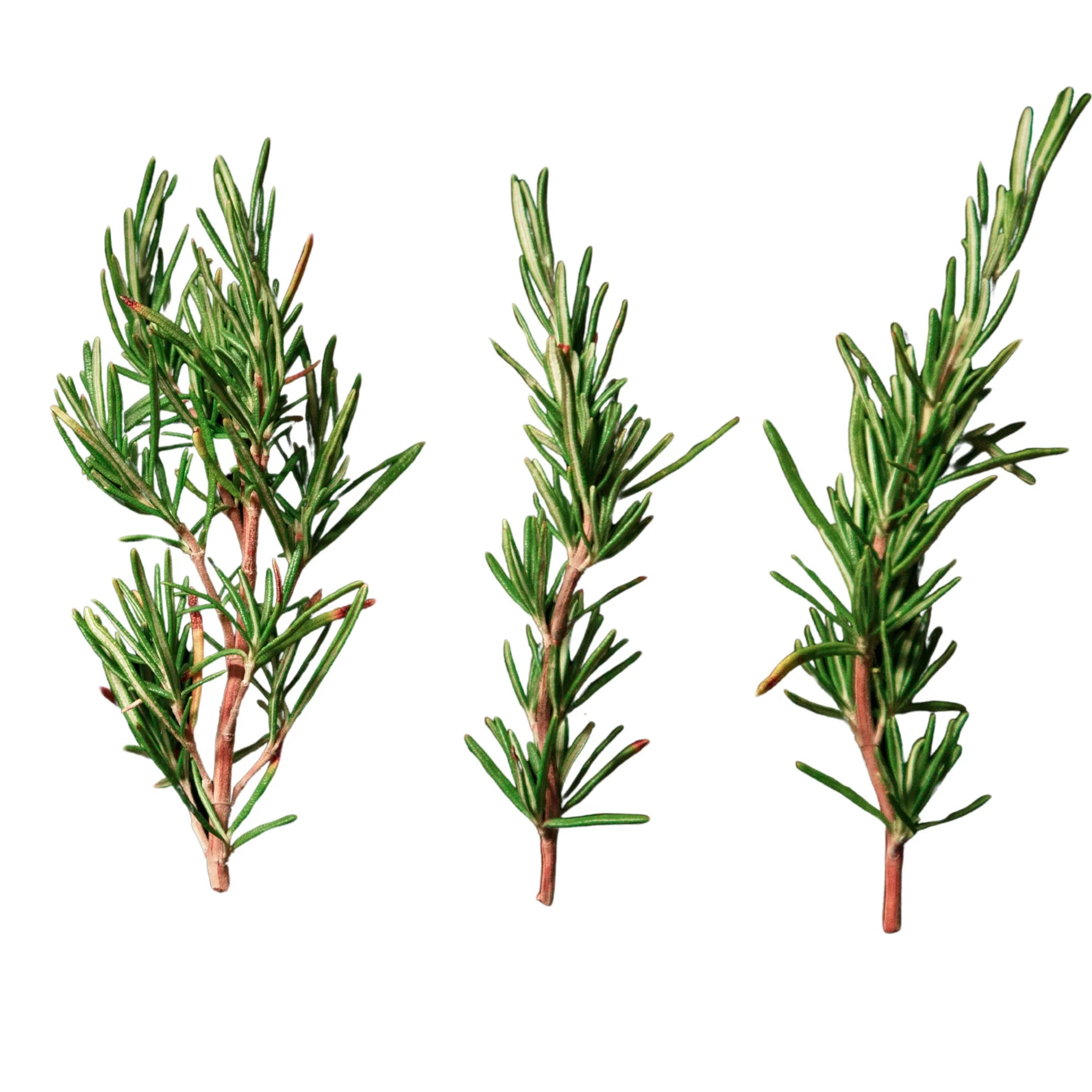 Aromatic Rosemary seeds for indoor and outdoor use