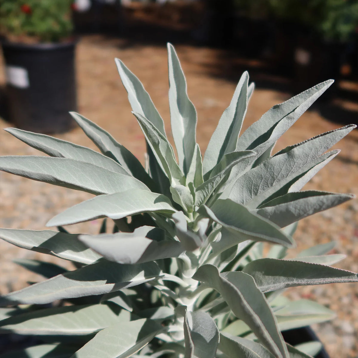 Aromatic shrub seeds for home garden and landscape planting