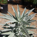 Aromatic shrub seeds for home garden and landscape planting