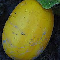 Aromatic Vine Peach Melon Seeds Easy to Grow Non GMO