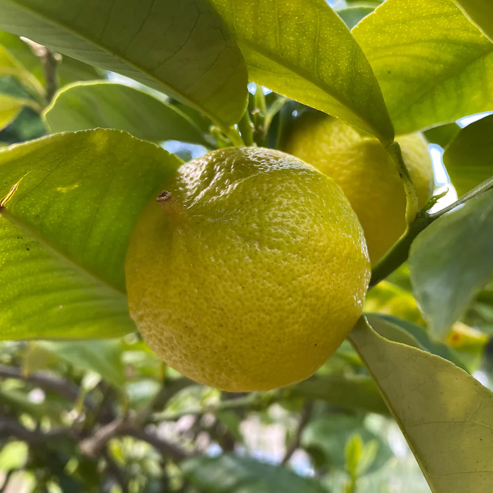 Aromatic Yellow Bergamot seeds ideal for pollinator-friendly gardens