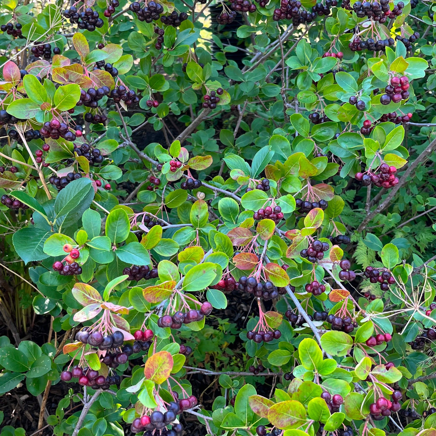 Chokeberry Plant Seeds - Healthy and Nutritious Berries for Your Garden