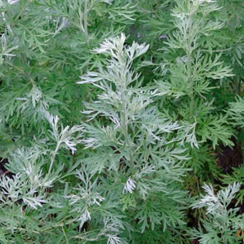 Absinthe Wormwood Seeds for Planting,Aromatic Gardens – Fresh Herb for Your Garden