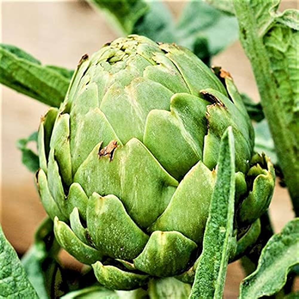 Artichoke Green Globe seeds for planting perennial vegetable garden crops - Dharaseeds