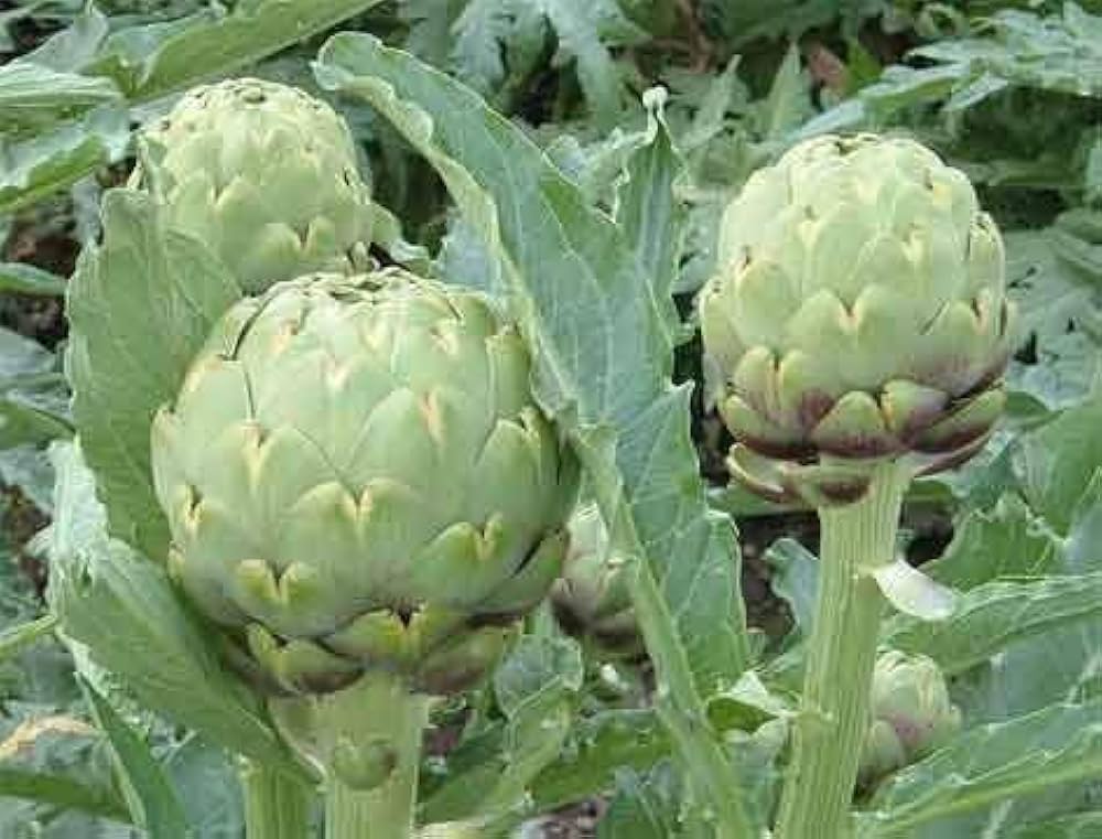 Artichoke Green Globe seeds for planting perennial vegetable garden crops - Dharaseeds