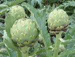 Artichoke Green Globe seeds for planting perennial vegetable garden crops - Dharaseeds