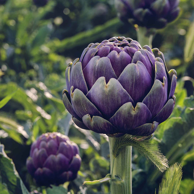 Artichoke Seeds - Purple Italian Globe