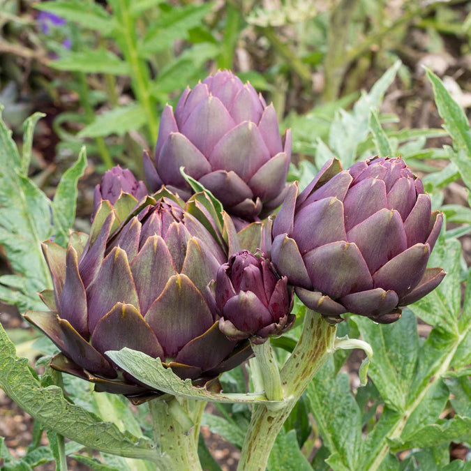 Artichoke Seeds - Violet de Provence