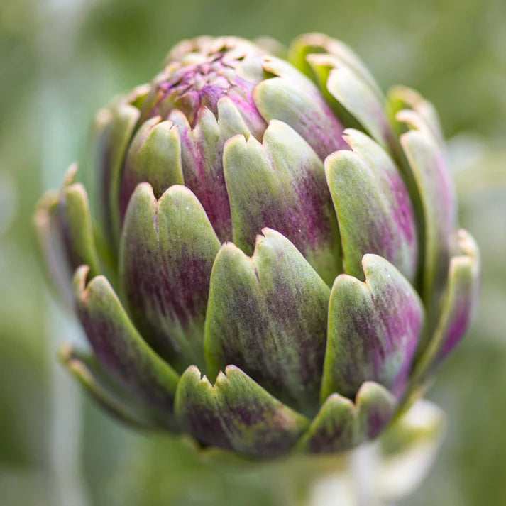 Artichoke Seeds - Violet de Provence