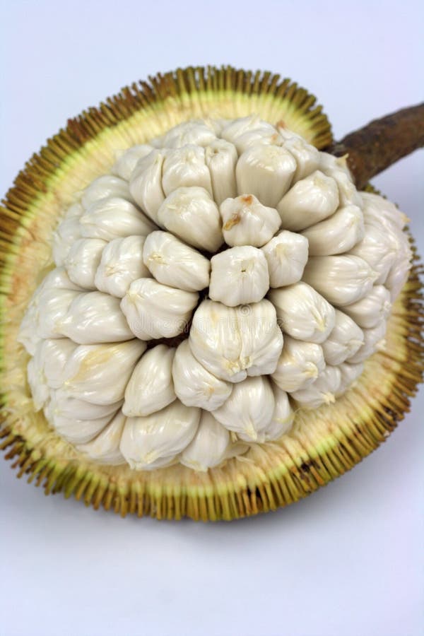 Terap (Artocarpus blancoi) – Exotic Tropical Fruit with a Unique Flavor