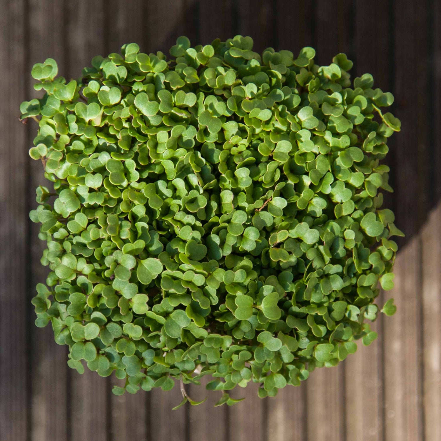 Arugula Organic Microgreen Seed