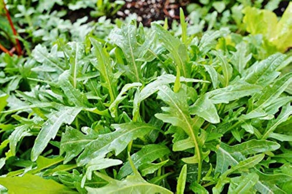 Arugula Seed Disks – Quick - Grow Peppery Greens for Kitchen Gardens - Dharaseeds
