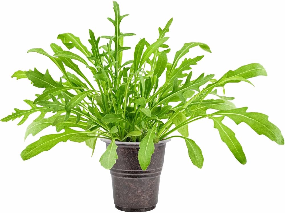 Arugula Seed Disks – Quick - Grow Peppery Greens for Kitchen Gardens - Dharaseeds