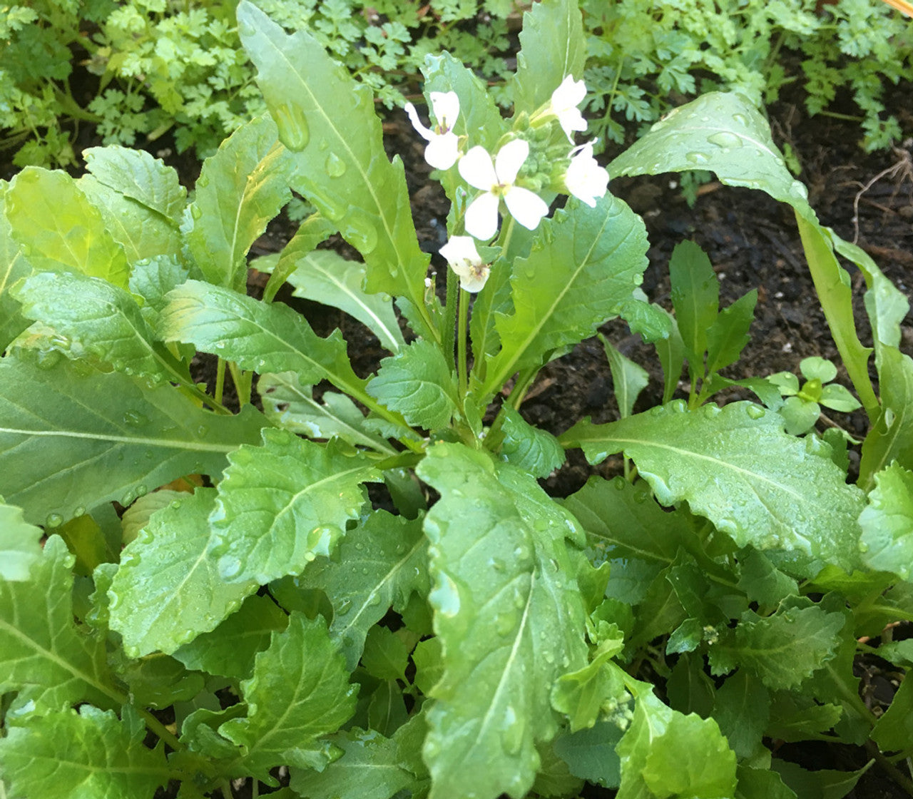 White Wasabi Diplotaxis herbaceous Plant Seeds