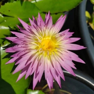 flowers high quality flower seeds for growing vibrant and colorful blooms in home gardens and landscapes organic flowers premium organic flower seeds for sustainable gardening and beautiful blossoms suitable for all climates