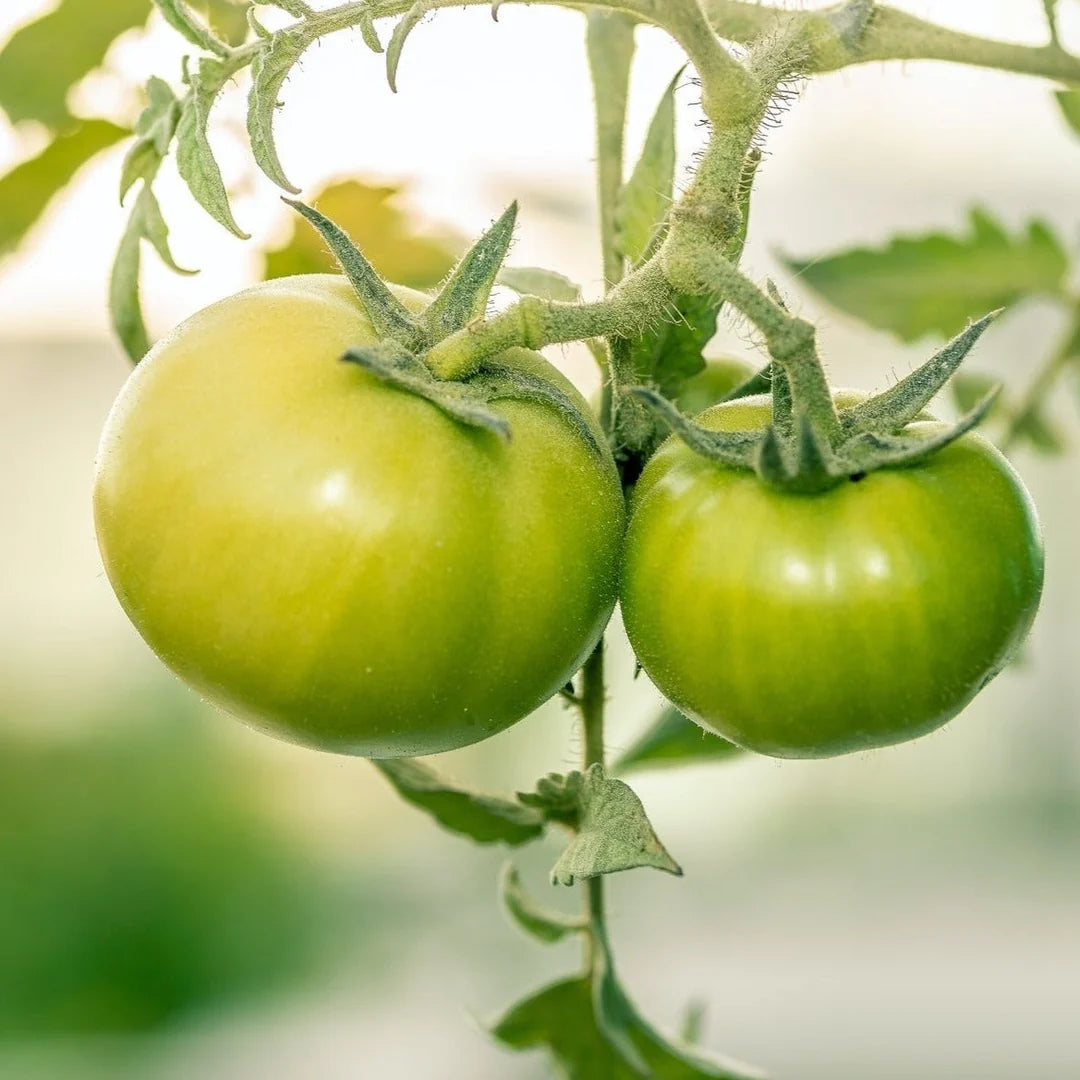 Aunt Ruby's Tomato Vegetable Seeds for Planting
