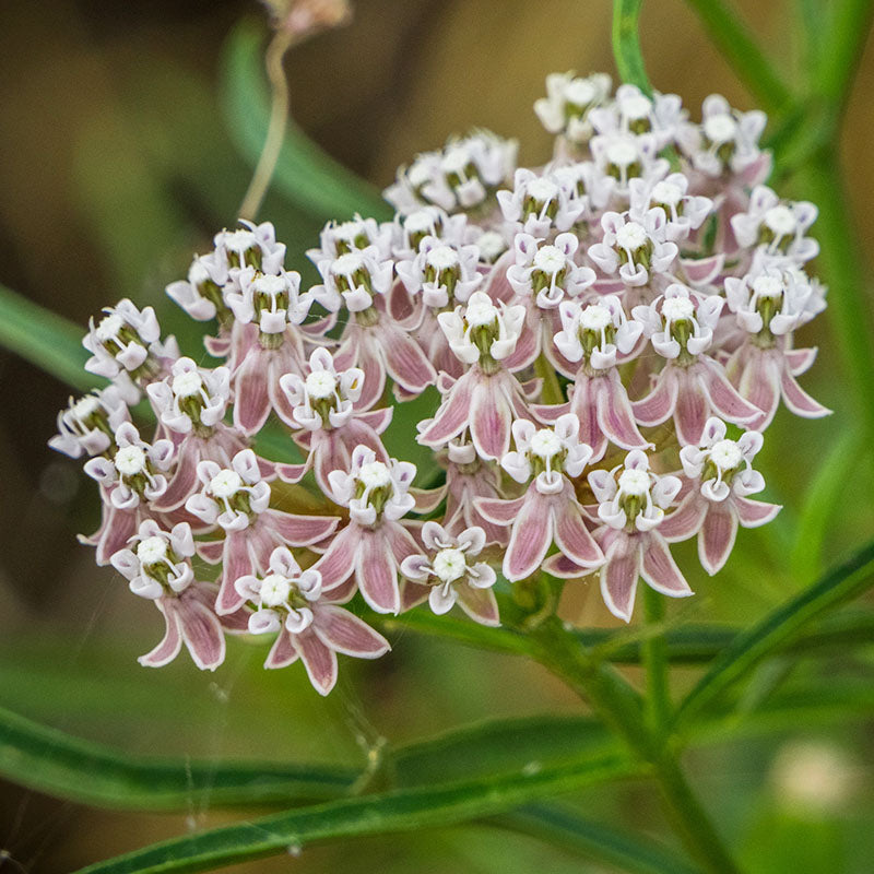 Milkweed Asclepias Fascicularis Narrowleaf Flower Seeds for Planting – Ideal for Pollinator Gardens and Wildflower Areas