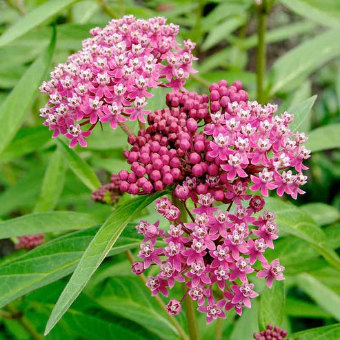 Milkweed - Swamp Seeds