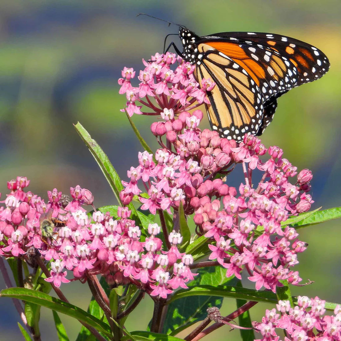 Milkweed - Swamp Seeds