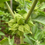 Ashwagandha herb seeds for planting in warm sunny garden conditions
