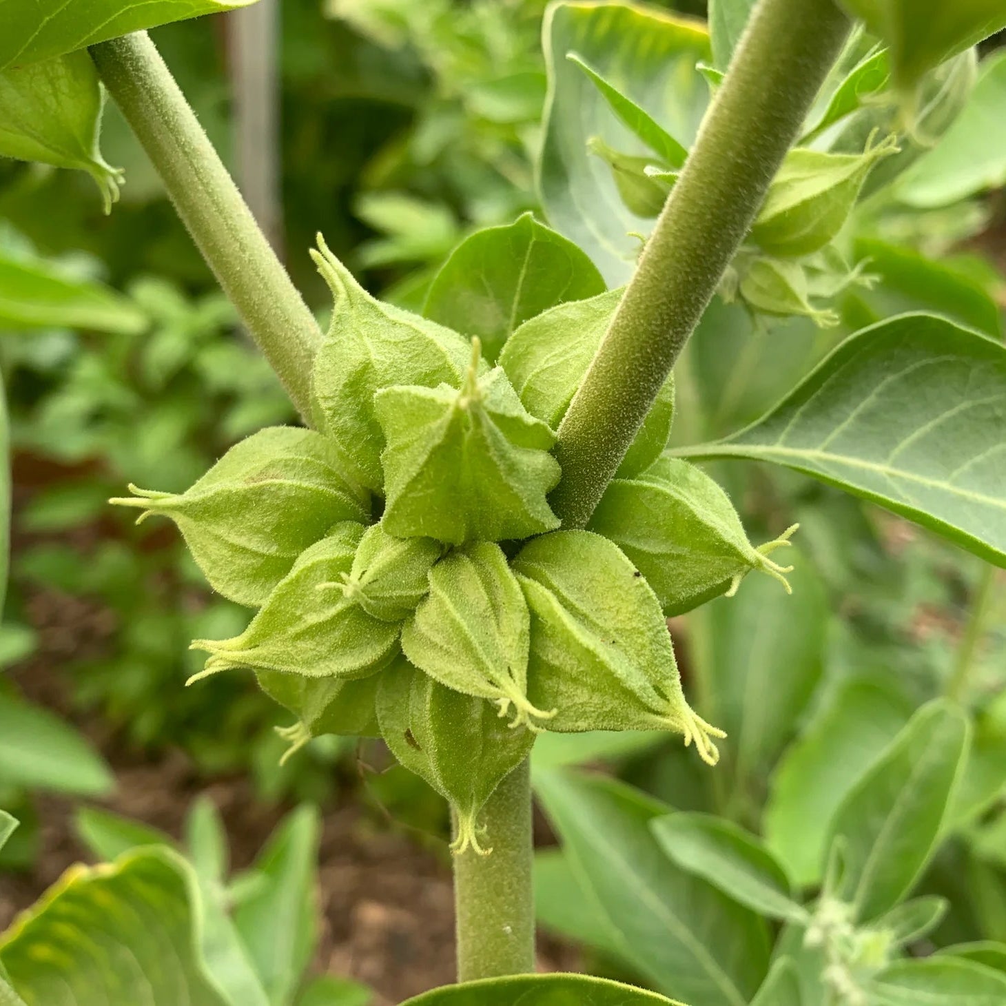 Ashwagandha herb seeds for planting in warm sunny garden conditions