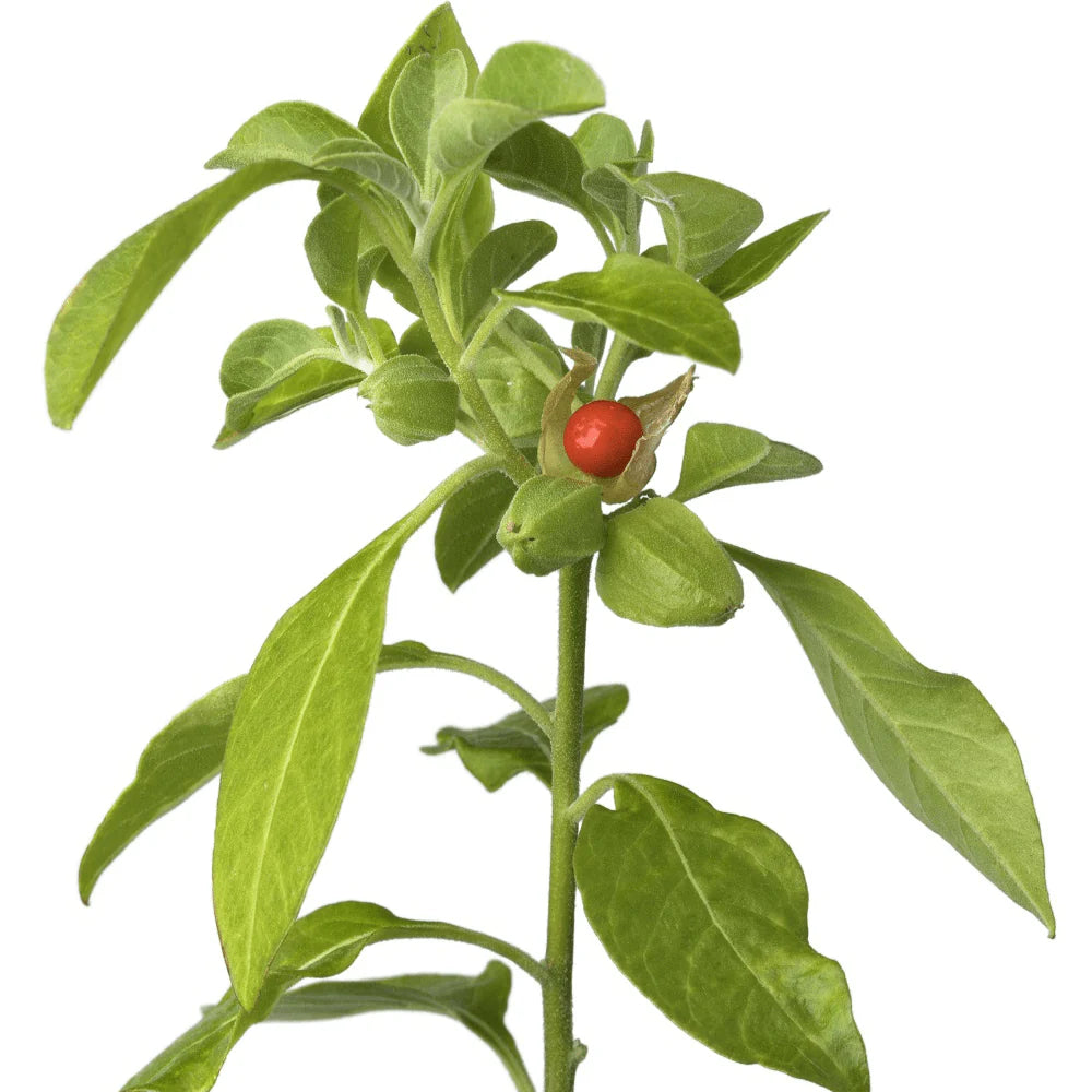 Ashwagandha Seeds Withania Somnifera Herb Seeds Heirloom Non GMO Ashwagandha Seeds Withania Somnifera Herb Seeds Heirloom Non GMO