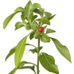 Ashwagandha Withania somnifera heirloom herb seeds for planting