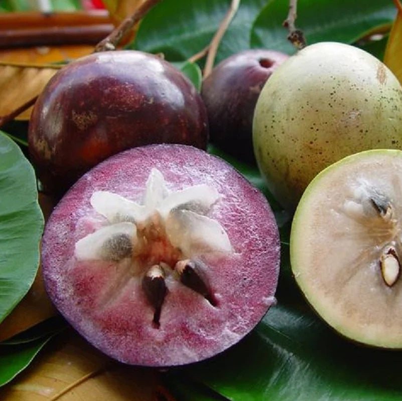 Asian melon seeds for planting Vietnam Milk Melon variety