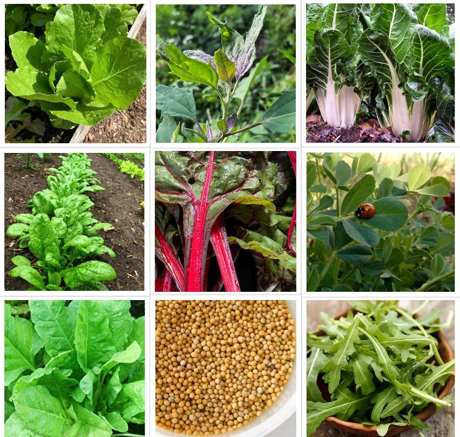 Asian salad greens seeds for microgreens indoor growing