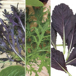 Asian salad mix greens seeds organic non GMO high germination