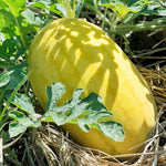 F1 hybrid Asian watermelon seeds for home garden