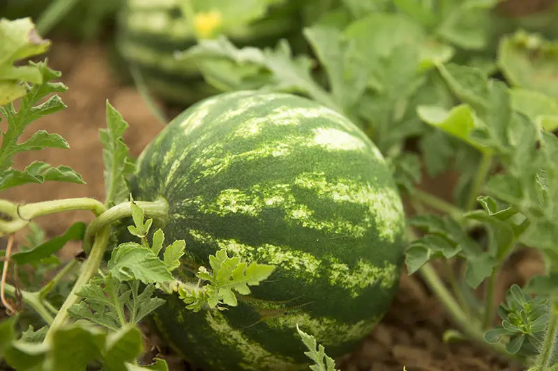 Asian watermelon seeds for home garden planting