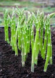 Asparagus Seeds for Gardening, 100 Pcs pcs - Dharaseeds