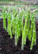 Asparagus Seeds for Gardening, 100 Pcs pcs - Dharaseeds