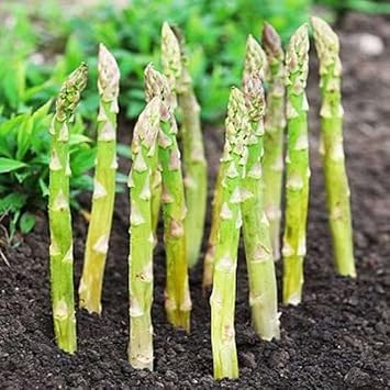 Asparagus Seeds for Home Garden, 100 Pcs pcs - Dharaseeds