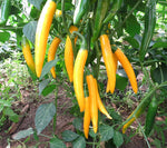 Assorted hot pepper seeds – custom mix of spicy heirloom varieties - Dharaseeds