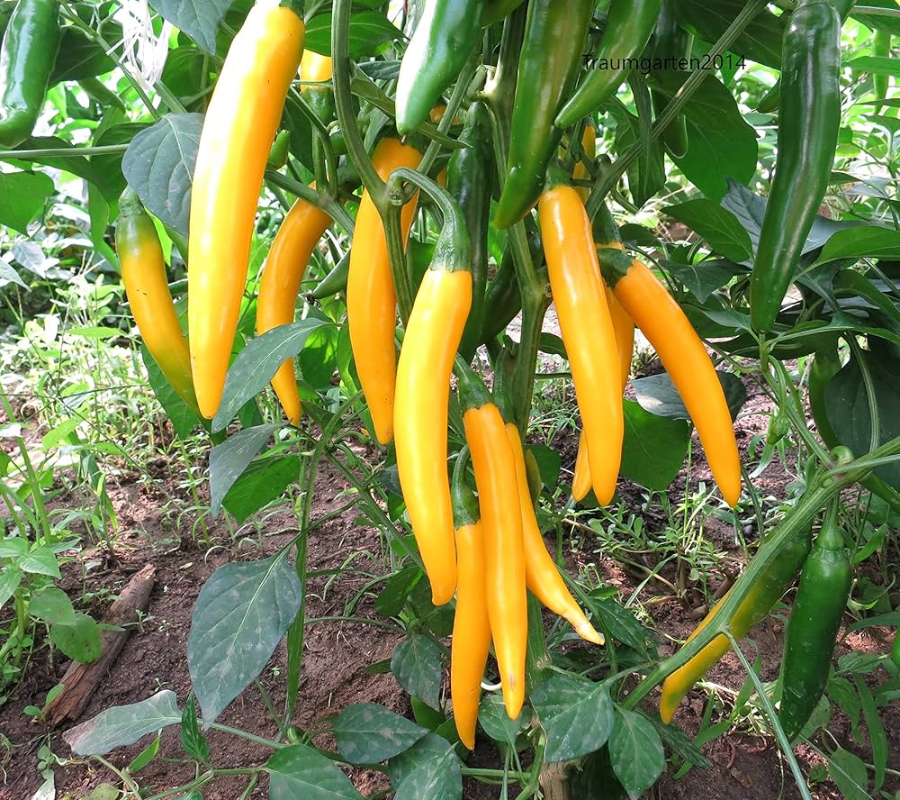 Assorted hot pepper seeds – custom mix of spicy heirloom varieties - Dharaseeds