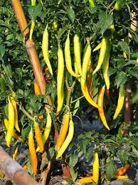 Assorted hot pepper seeds – custom mix of spicy heirloom varieties - Dharaseeds