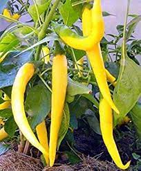 Assorted hot pepper seeds – custom mix of spicy heirloom varieties - Dharaseeds