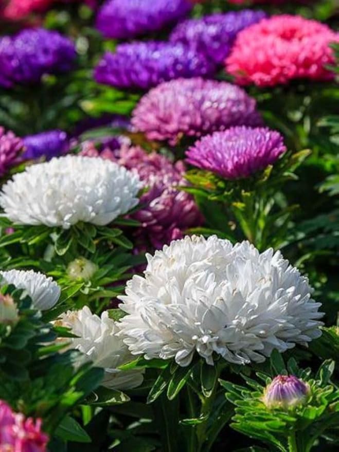 Aster Callistephus Chinensis Powder Puff Mix Flower Seeds for Planting – 30 Pcs for Garden Beds and Pollinator Gardens - Dharaseeds