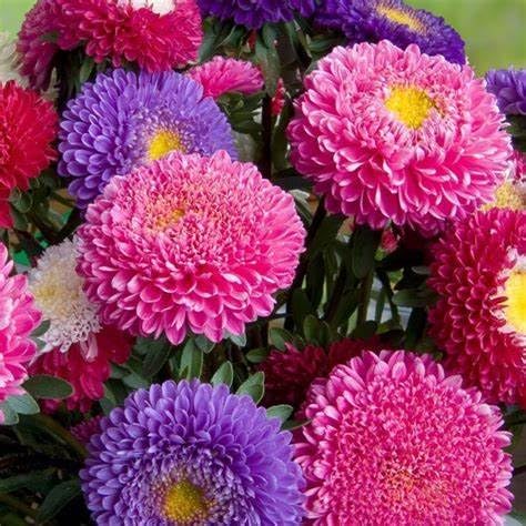 Aster Callistephus Chinensis Powder Puff Mix Flower Seeds for Planting – 30 Pcs for Garden Beds and Pollinator Gardens - Dharaseeds