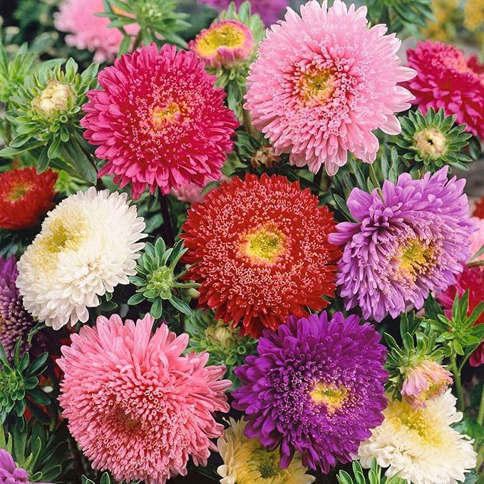 Aster Callistephus Chinensis Powder Puff Mix Flower Seeds for Planting – 30 Pcs for Garden Beds and Pollinator Gardens - Dharaseeds