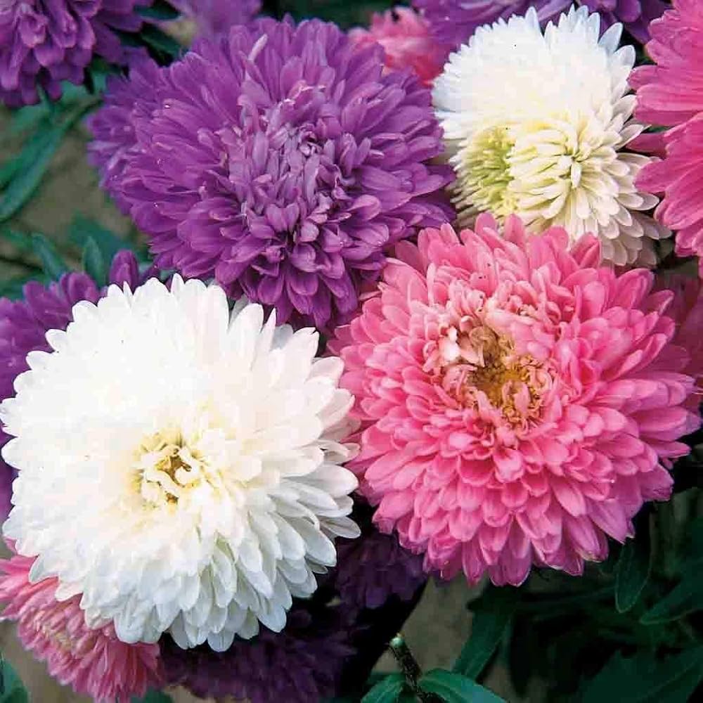 Aster Crego Mix Flower Seeds – Colorful Annual Blooms - Dharaseeds