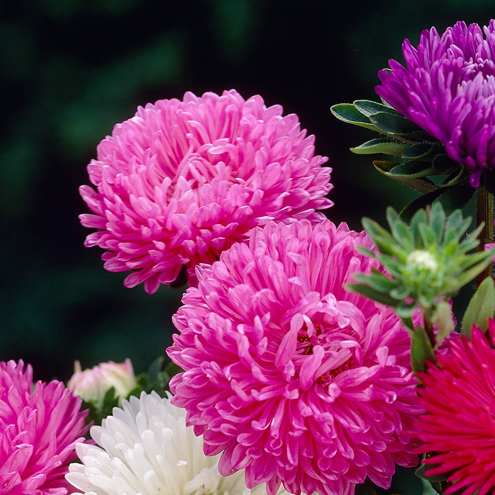 Aster Crego Mix Flower Seeds – Colorful Annual Blooms - Dharaseeds
