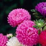 Aster Crego Mix Flower Seeds – Colorful Annual Blooms - Dharaseeds