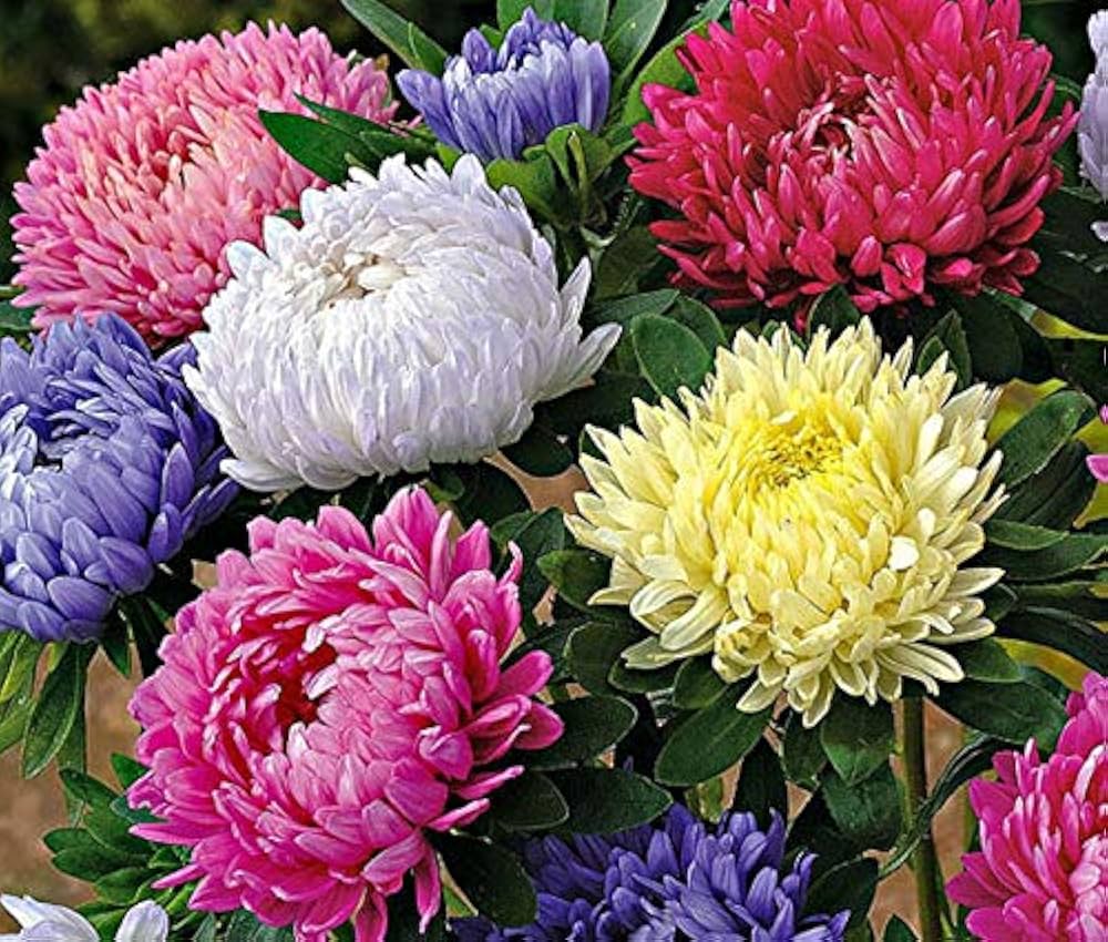 Aster Crego Mix Flower Seeds – Colorful Annual Blooms - Dharaseeds