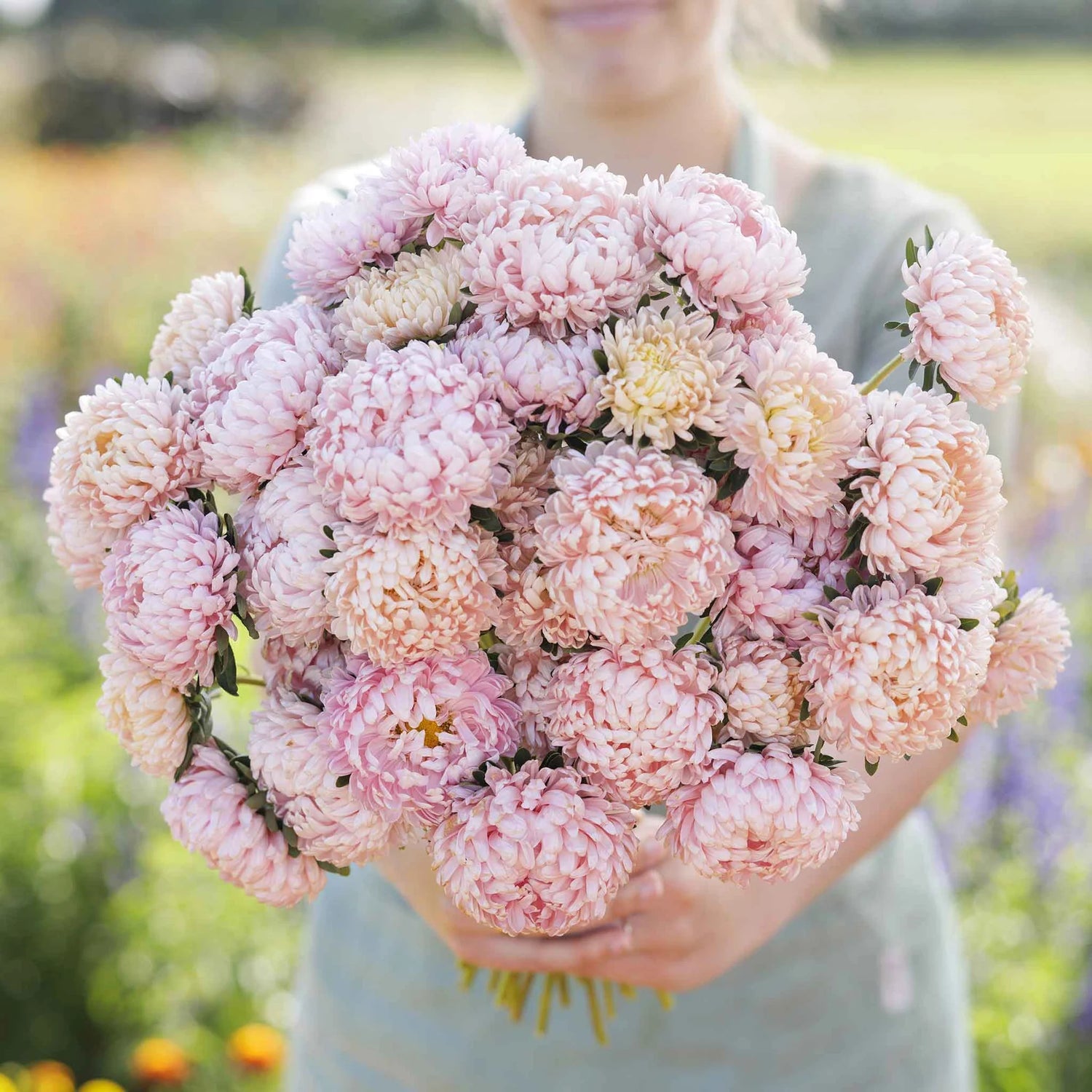 Aster Seeds (Peony Duchess) - Apricot