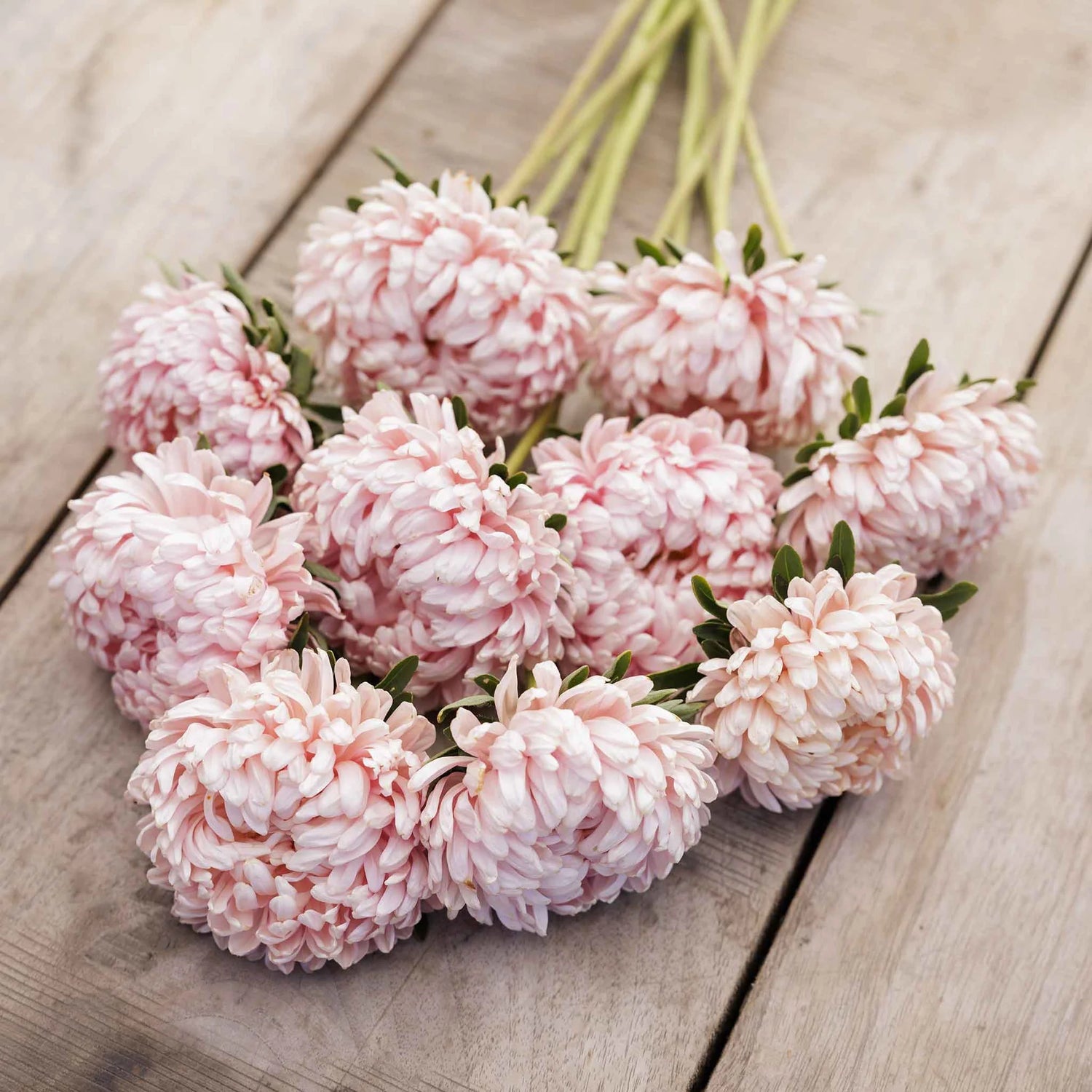 Aster Seeds (Peony Duchess) - Apricot