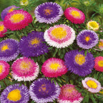 flowers high quality flower seeds for growing vibrant and colorful blooms in home gardens and landscapes organic flowers premium organic flower seeds for sustainable gardening and beautiful blossoms suitable for all climates