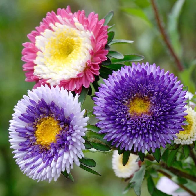 Aster Rainbow Chrysanthemum Perennial Flower Seeds for Garden